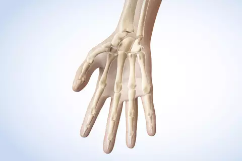 Abbildung Hand