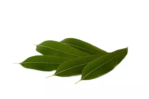 Eucalyptus