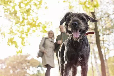 Ein Paar mit einem Hund