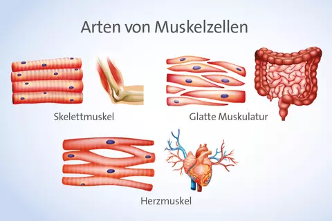Zeichnung Muskelarten