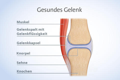 Zeichnung  Gelenk