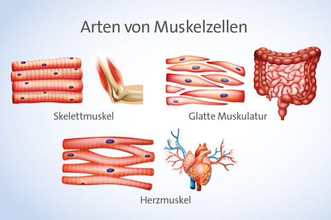 Zeichnung Muskelarten
