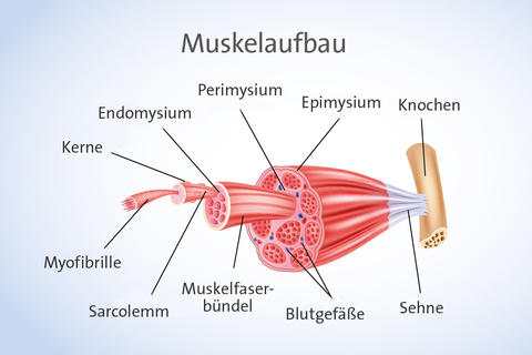 Zeichnung Muskelaufbau